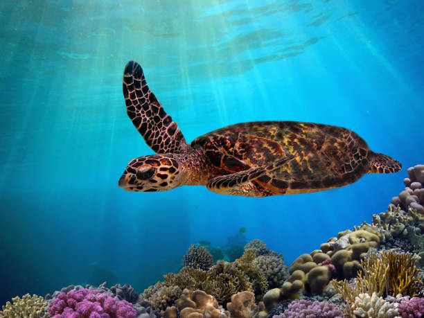 Green sea turtle swimming above a coral reef close up stock photo