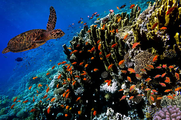 Green Sea Turtle swimming along tropical coral reef stock photo