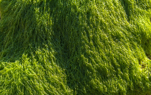 Green seaweed background exposed at low tide.