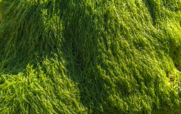 Green seaweed Green seaweed background exposed at low tide. green algae stock pictures, royalty-free photos & images