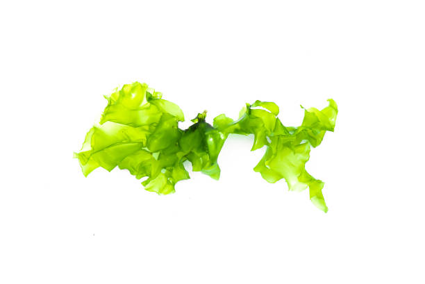 Green seaweed Green sea weed leaf isolated on the white background. seaweed stock pictures, royalty-free photos & images