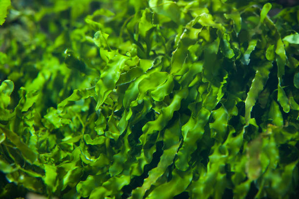 Green seaweed (Ulva compressa). Green seaweed (Ulva compressa). green algae stock pictures, royalty-free photos & images