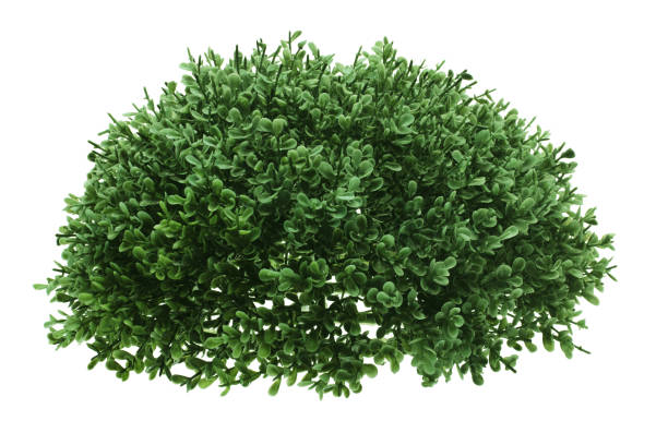 green shrub - arbusto imagens e fotografias de stock