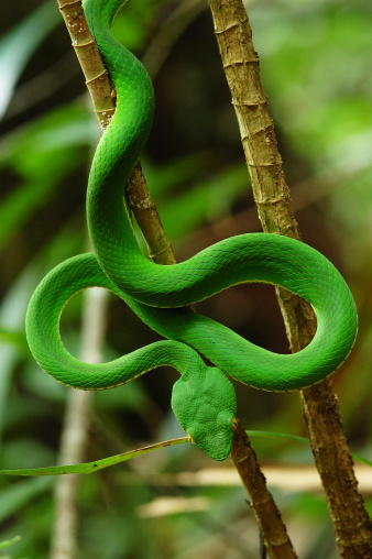 Змеи в тропическом лесу. Виноградная остроголовая змея. Блестящая остроголовая змея. Тропические змеи. Зеленая змея.