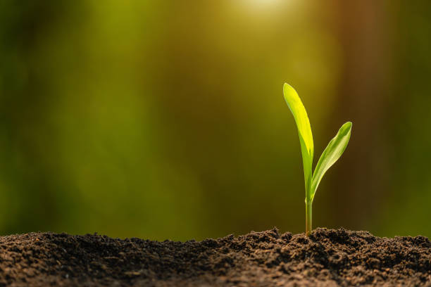 Green sprout of corn tree growing in soil with outdoor sunlight and green blur background. Agriculture, Growing or environment concept Young green sprout of corn tree growing in soil with outdoor sunlight and green blur background. Agriculture, Growing or environment concept seedling stock pictures, royalty-free photos & images