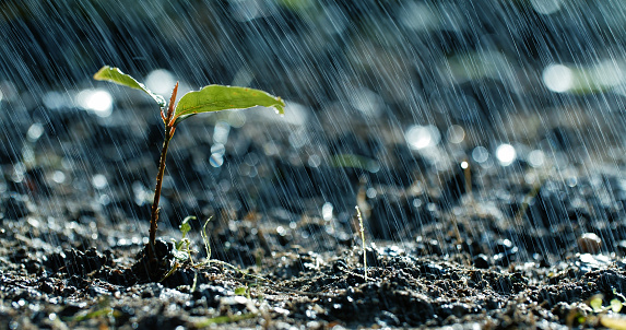 Spring Rain Pictures | Download Free Images on Unsplash