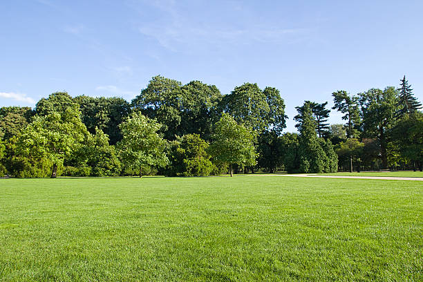 green, striped lawn in the park stock photo
