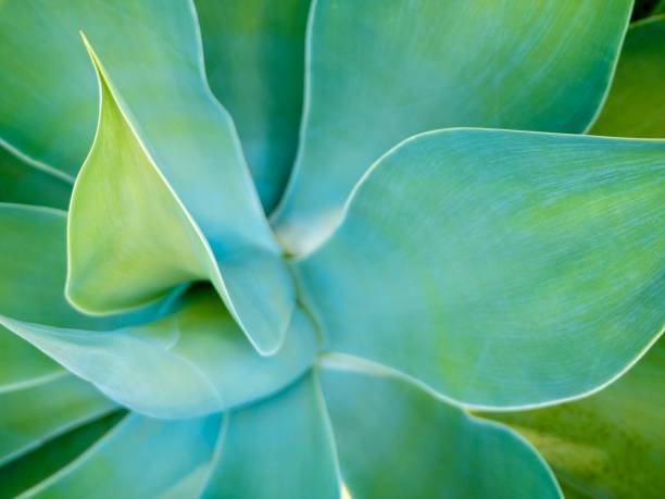 Green Succulent Plant Closeup photo of a beautiful vibrant green succulent houseplant photos stock pictures, royalty-free photos & images