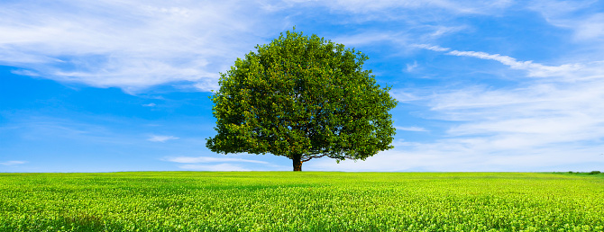 Green Summer Landscape Scenic View Wallpaper Beautiful Wallpaper Solitary Tree On Grassy Hill And Blue Sky With Clouds Stock Photo Download Image Now Istock