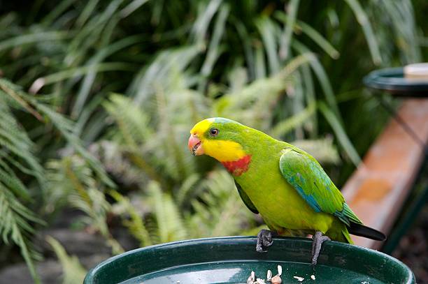 Green Superb Parrot - Polytelis Swainsonii  side on Green Superb Parrot - Polytelis Swainsonii - side on stetner stock pictures, royalty-free photos & images