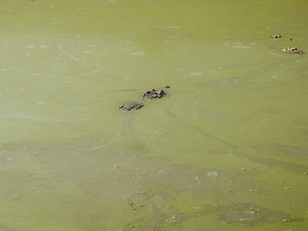Green swamp with crocodiles stock photo