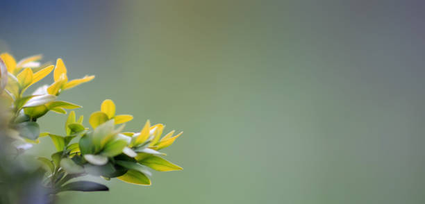 Green tea bud and fresh leaves on blurred background. Soft focus on leaves. Tea plantations. stock photo