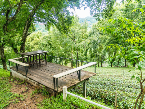 Green tea plantation in Thailand. stock photo