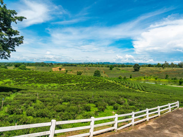 Green tea plantation in Thailand. stock photo