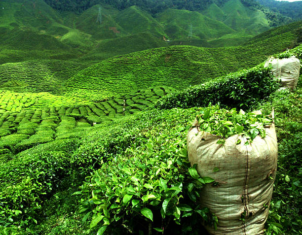 green tea plantation stock photo