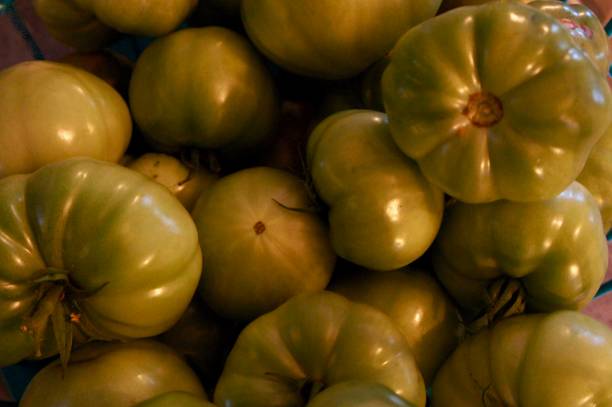 Green Tomatoes stock photo
