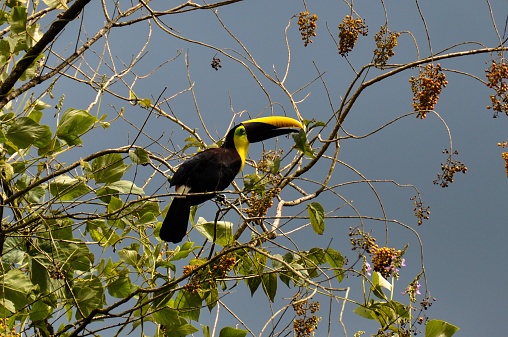 Verde Tucano Nella Penisola Di Osa Costa Rica - Fotografie stock e altre immagini di Ambientazione esterna - iStock