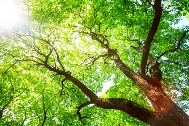Green tree canopy in spring day stock photo