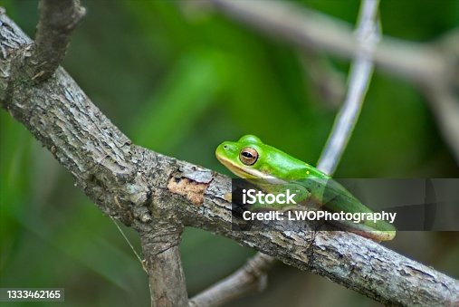 istock Green Tree Frog Branch 1333462165