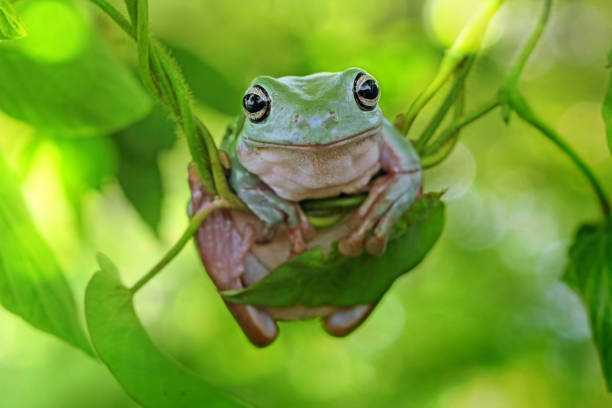 1 269 Green Tree Frog Stock Photos Pictures Royalty Free Images Istock