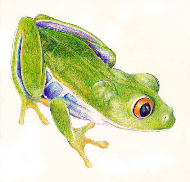 Green Tree Frog Green Tree Frog on a white background.  Colored pencil. tree frog drawing stock pictures, royalty-free photos & images