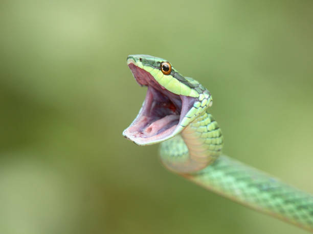 Green Tree Snake Opening Mouth stock photo