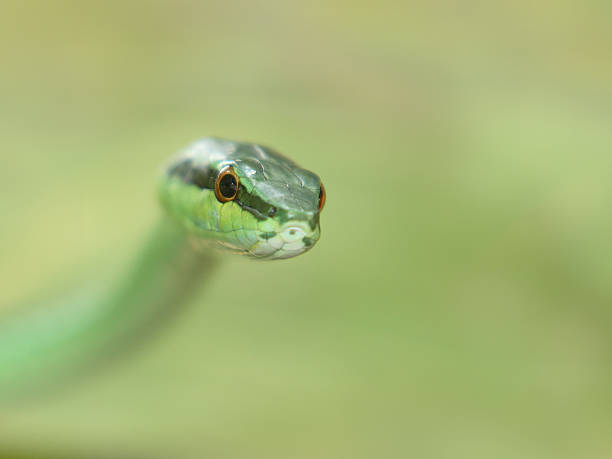 Green Tree Snake Watching stock photo