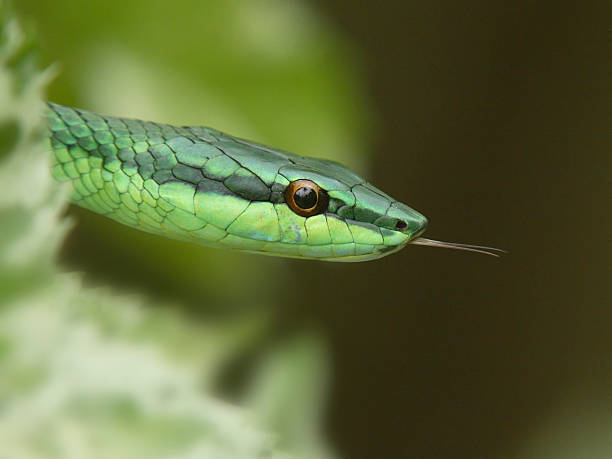 Green Tree Snake with Tongue Out stock photo