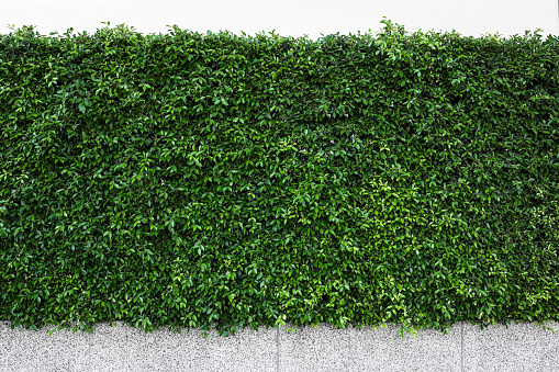 Green tree wall on the road