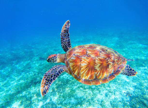 Green turtle swim in blue sea water. Snorkeling with tortoise. stock photo