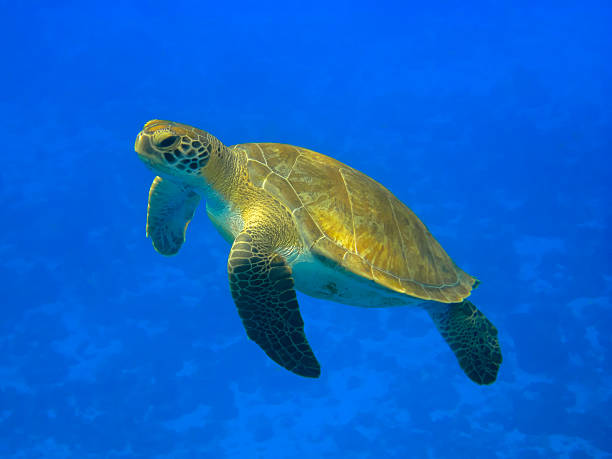 Green turtle swimming in a blue ocean (Chelonia mydas), Curacao stock photo