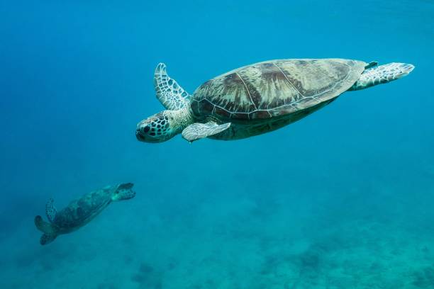 зеленые черепахи в глубине - comoros стоковые фото и изображения