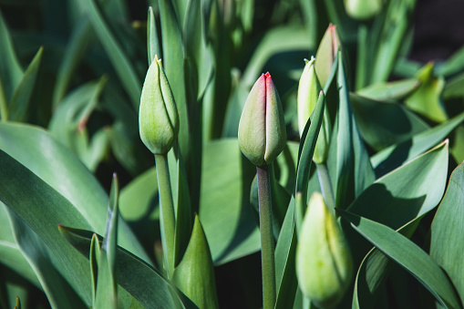 Green unopened tulips grow in spring garden closeup