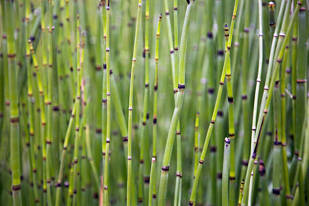 Green Vertical Striped Pattern of Horsetail (Snake Grass) "Equisetum, known as horsetail or snake grass, growing by a pond. Shallow depth of field with just a few of the shoots in focus, making it great for backgrounds." terryfic3d stock pictures, royalty-free photos & images