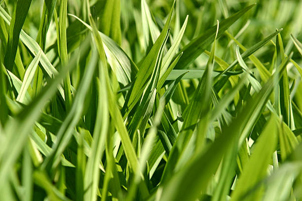 Green Weeds stock photo