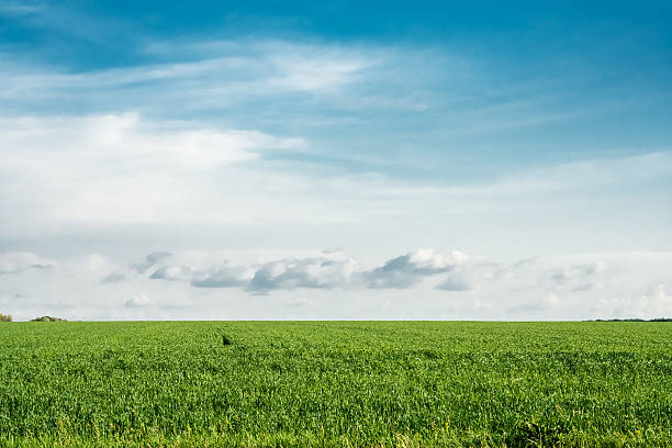 Green wheat field on a background of blue sky stock photo