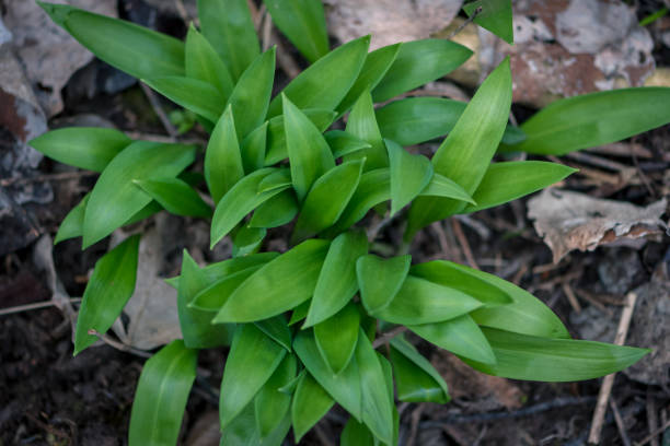 green wild garlic in spring nature stock photo