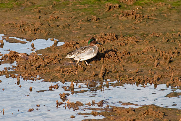 Green Winged Teal Standing in Mud The Green-Winged Teal (Anas carolinensis) is a common and widespread North American dabbling duck. It breeds in the northern areas of North America and winters in the far south of its breeding range. This is the smallest North American dabbling duck. The breeding male has grey flanks and back and a chestnut head with a green eye patch. The females are light brown, with plumage much like a female mallard. The teal’s habitat is sheltered wetlands where it feeds by dabbling for plants or grazing. They will occasionaly eat mollusks, crustaceans or insects. It nests in depressions on dry ground, under cover and near water. This male green-winged teal was photographed while walking in the mud at the Nisqually National Wildlife Refuge near Olympia, Washington State, USA. jeff goulden national wildlife refuge stock pictures, royalty-free photos & images