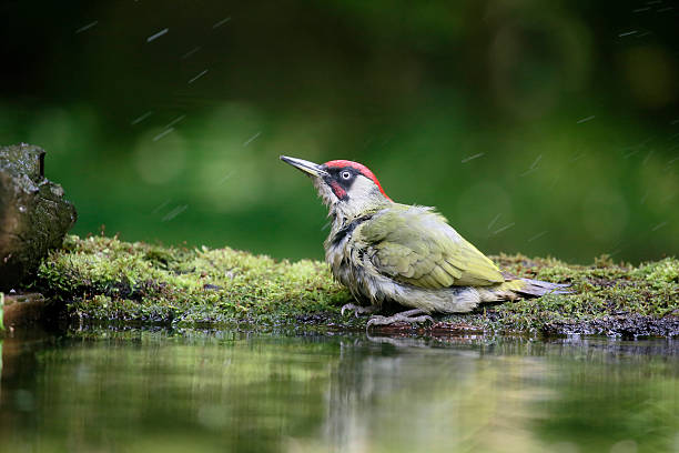 Зелёный дятел фото (Picus viridis)