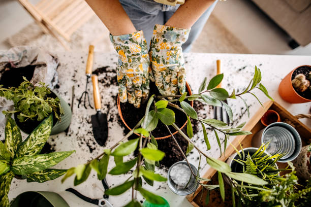 MY green world Young women planting flowers at home, decorating her apartment potting stock pictures, royalty-free photos & images