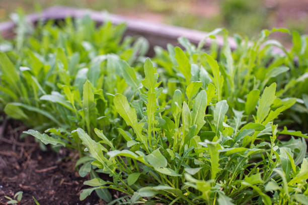 Green young organic arugula grows on a bed in the ground Green young organic arugula grows on a bed in the ground, organic home farming in raised beds arugula stock pictures, royalty-free photos & images