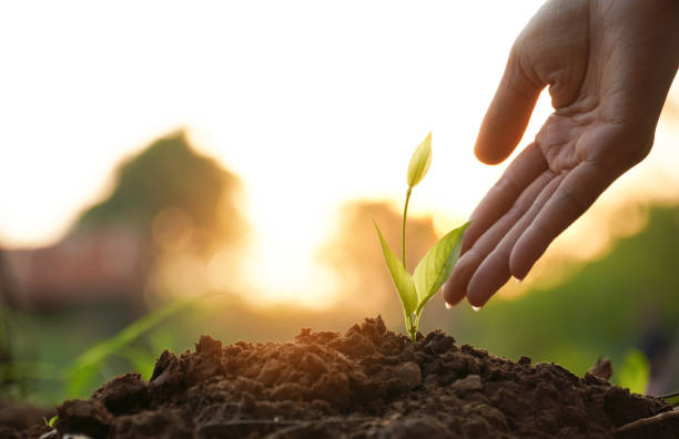 green young plant on soil in the nature, Natural growth with hand, save nature concept stock photo
