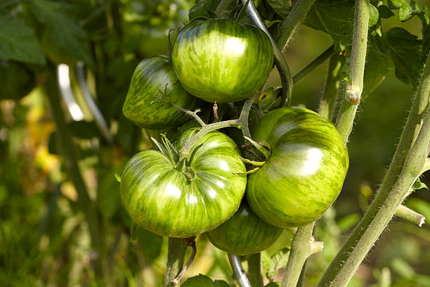 267 Green Zebra Tomato Stock Photos, Pictures & Royalty-Free Images - iStock
