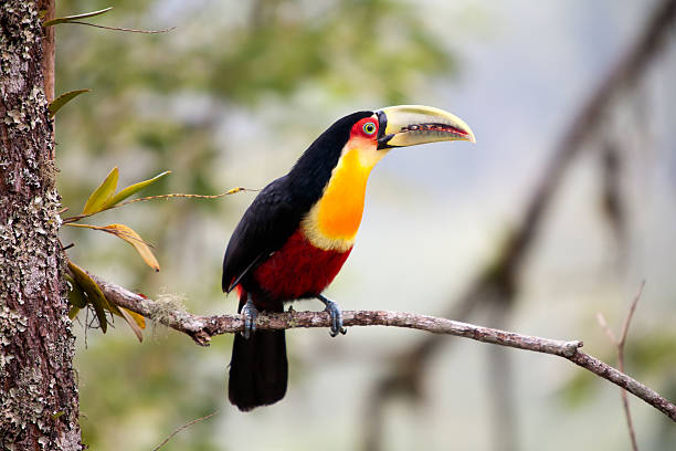 green-billed toucan - red-breasted toucan stock photo