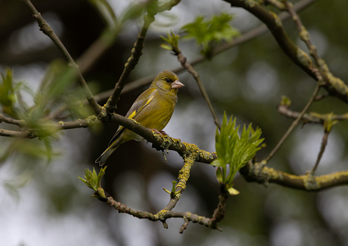 An adult Greenfinch perched on a mossy branch in woodland