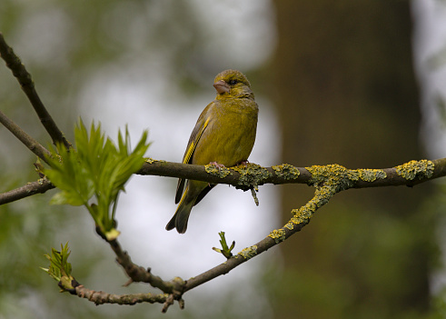 An adult Greenfinch perched on a mossy branch in woodland