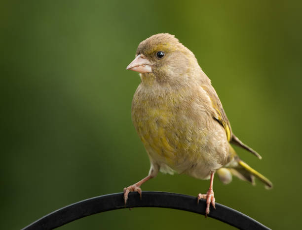 Greenfinch stock photo