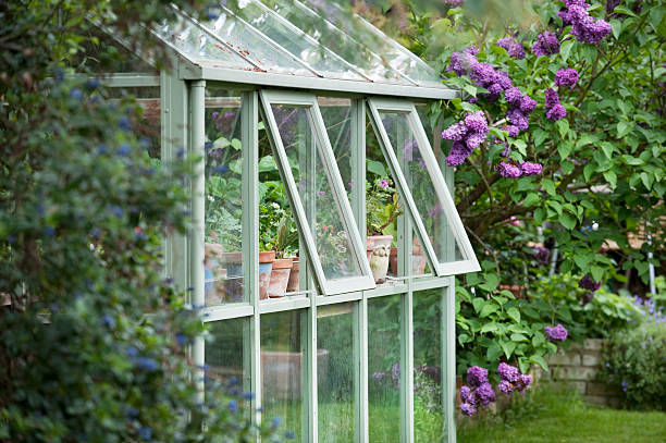 Greenhouse In Back Garden Greenhouse in back garden with open windows for ventilation greenhouse stock pictures, royalty-free photos & images