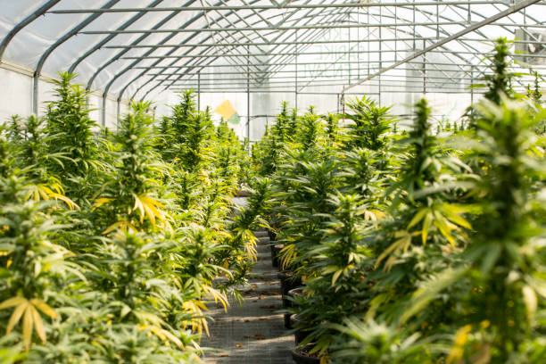 greenhouse with cultivated cannabis plants in flowering stage - kas bouwwerk stockfoto's en -beelden