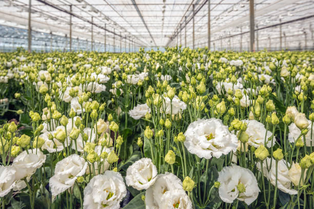 Greenhouse with flowering lisianthus plants stock photo